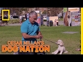 Correcting the Nervous Energy | Cesar Millan's Dog Nation