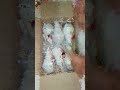 Unboxing DC LED light home use #dcfan #oldmobile
