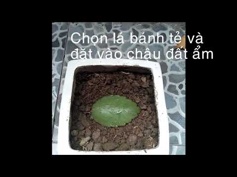 Video: Hành tây có sinh sản vô tính không?