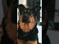 "Laika: अंतरिक्ष की पहली यात्री 🐶🚀 "Mind-Blown Facts" #facts #space #dog
