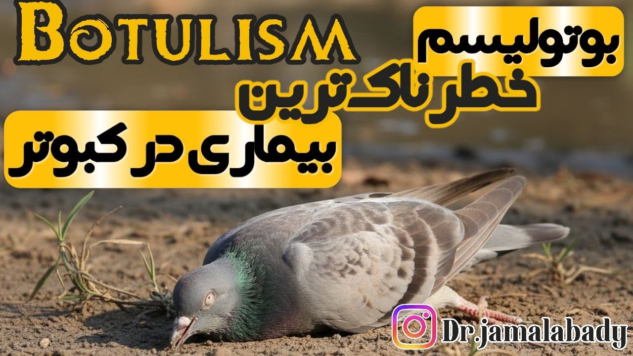 بوتولیسم خطرناکترین بیماری کبوتر، دکتر جمال‌آبادی محقق بیماریهای کبوتر