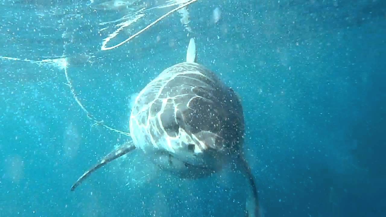 Shark Dive Great White Attacks Tuna YouTube