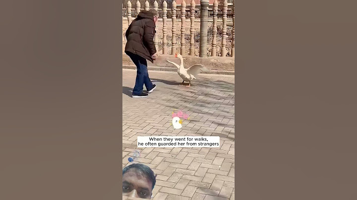 A woman rescued agoose from her dog a...#duck #bollywood #gameskhelkarpaisekai