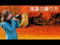 落葉が美しくなる条件🍁国東半島の晩秋を巡るPart1