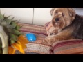 Dog doesn&#39;t like the flower.