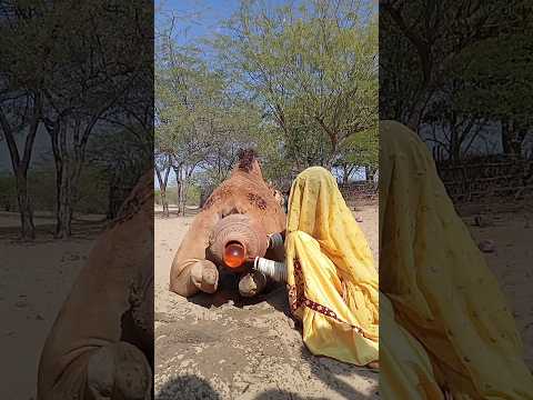 خروج مادة حمراء من الجمل مشهد غامض يثير تساؤلات كثيرة 