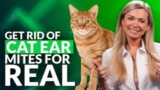 Best Home Remedies For Ear Mites In Cats