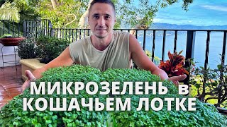 видео: Микрозелень в кошачьих лотках за 7 дней . Пошаговая технология от семени до готовой зелени картинка: Микрозелень в кошачьих лотках за 7 дней . Пошаговая технология от семени до готовой зелени