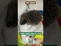 Meet Benson rescued from Dunstable after being found on the road - Hornbeam Wood Hedgehog Sanctuary