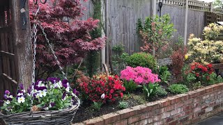 May small garden update 🌸🌱