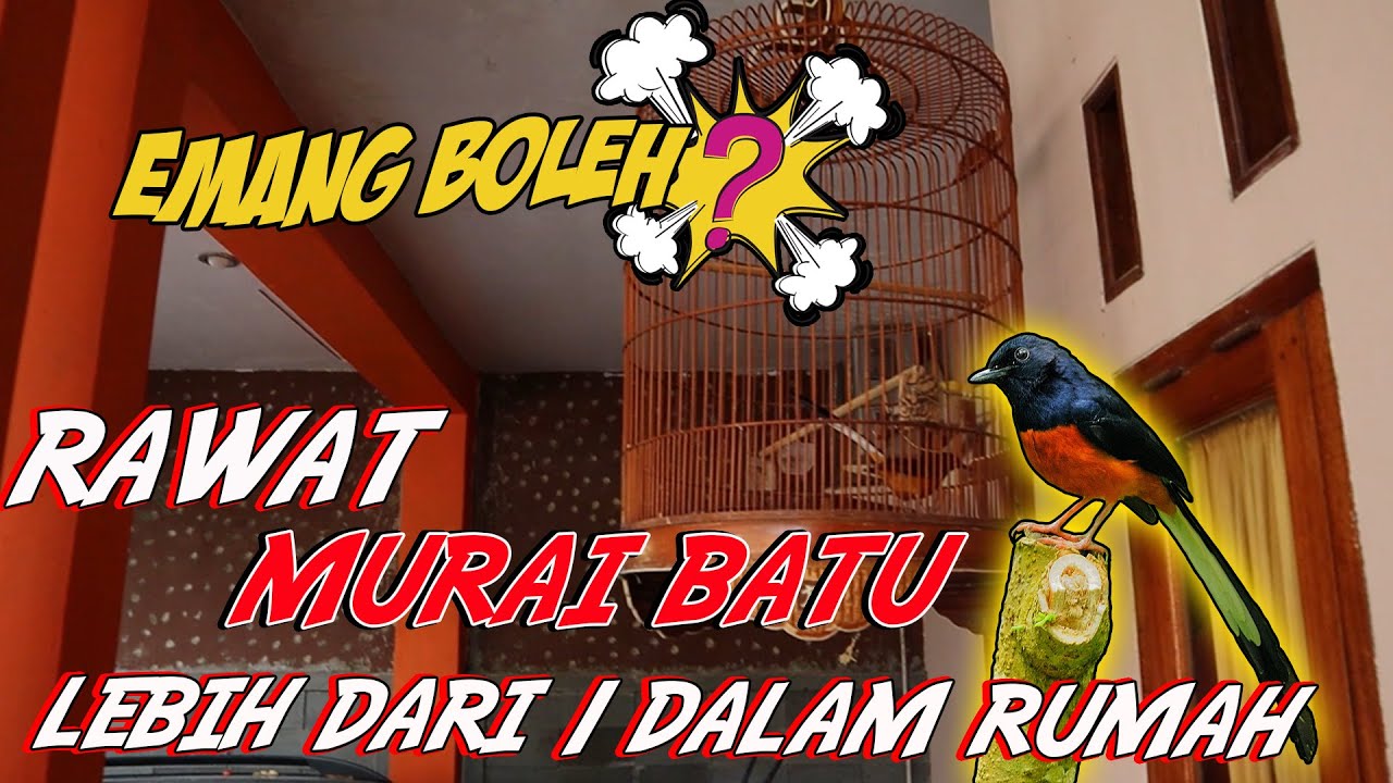 RAWAT MURAI BATU LEBIH DARI 1 DALAM RUMAH || APA BOLEH??