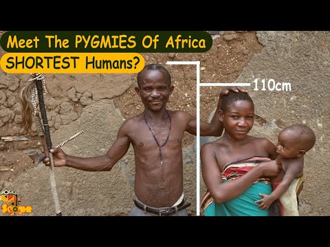 Video: Cât de mari sunt pigmeii?