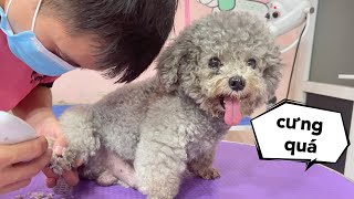 Tắm Spa Cho Bé Cún Mũm Mĩn Này  - Mật Pet Family by Mật Spa 1,277 views 1 year ago 6 minutes, 50 seconds