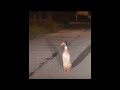 DAY 6 Shorts Poland Bober Kurwa Freddyfazbear Polish Funny Memes Viral Popular DAY 6 Shorts Poland Bober Kurwa Freddyfazbear Polish Funny Memes Viral Popular