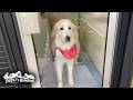 シャンプーで毛が抜けてほっそり真っ白になったリリーです Great Pyrenees グレートピレニーズ