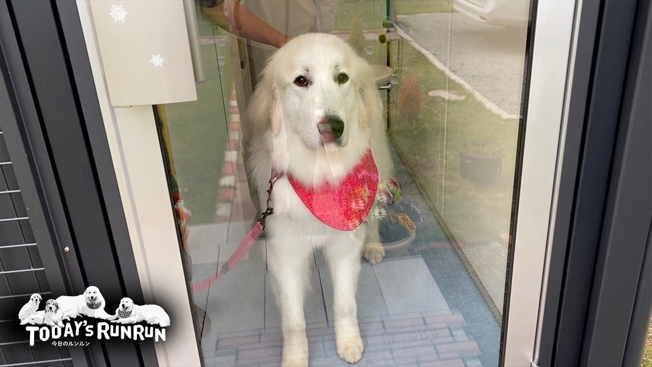 Lily shed her coat after a shampoo and looks slim and snowy white