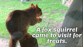 A fox squirrel came to visit for treats.