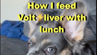 How I feed liver to Volt⚡️the French Bulldog