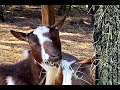 What Should I Feed My Goats? The 5 Essentials for Feeding Nigerian Dwarf Goats