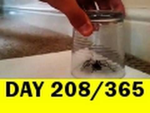 208/365 Sam Cornwell catches the biggest spider in...