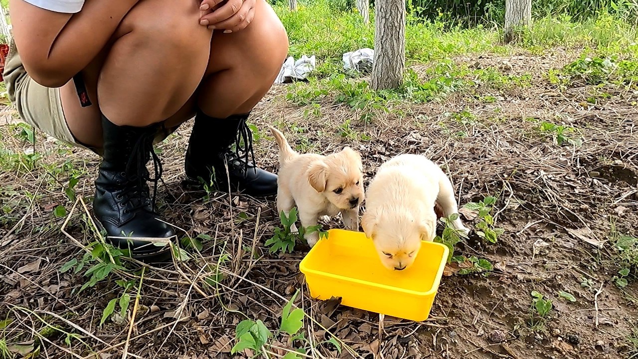Homeless puppies wandering on the roadside (One Take • No Cuts)