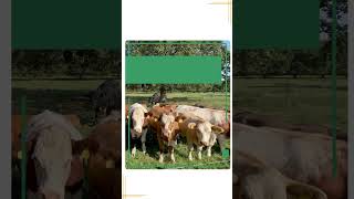 Grazing at the wrong time costs more than you think
