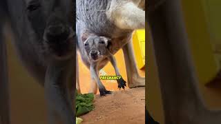 Nobody Expects a Kangaroo Baby to Look Like This