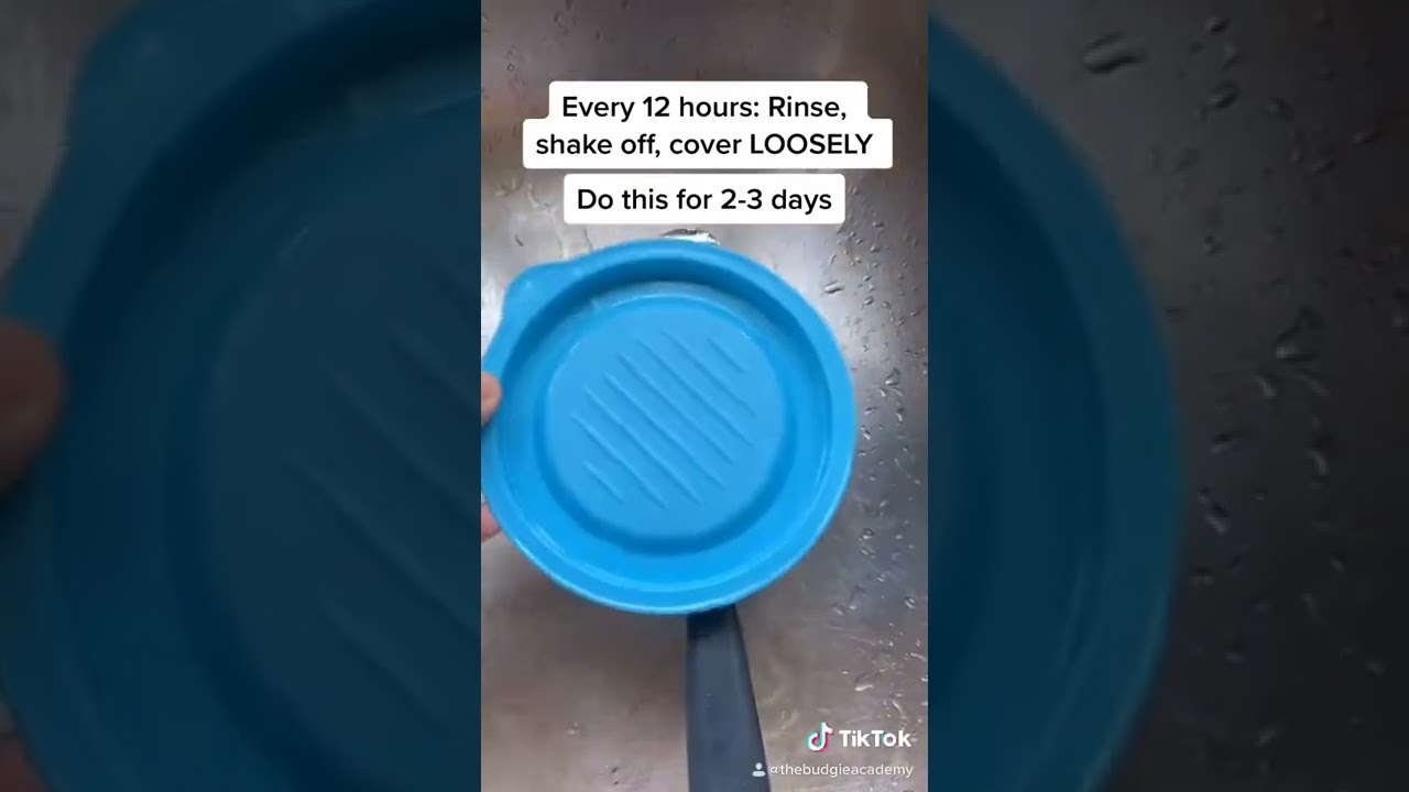 Как проращивать семена для попугаев!