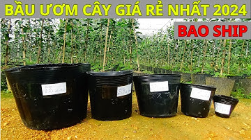 BẦU ƯƠM CÂY GIÁ RẺ NHẤT || TIỆN DỤNG NHẤT 2024 || VTNNKC 0988015061