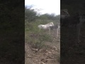 mulas e burros mulos a venda