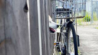 仮設住宅の手すりから満面の笑みで生えている柴犬