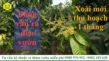 #19 Xoài cát Hòa Lộc ra hoa cực đỉnh, Sau 1 tháng ăn trái, hoa vẫn ra đều cây