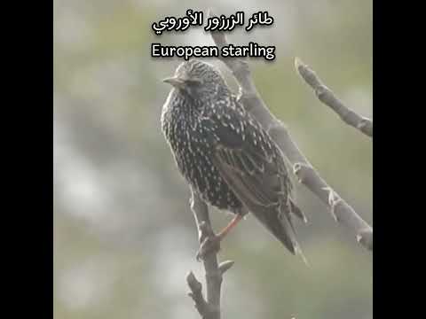 الزرزور الأوروبي  