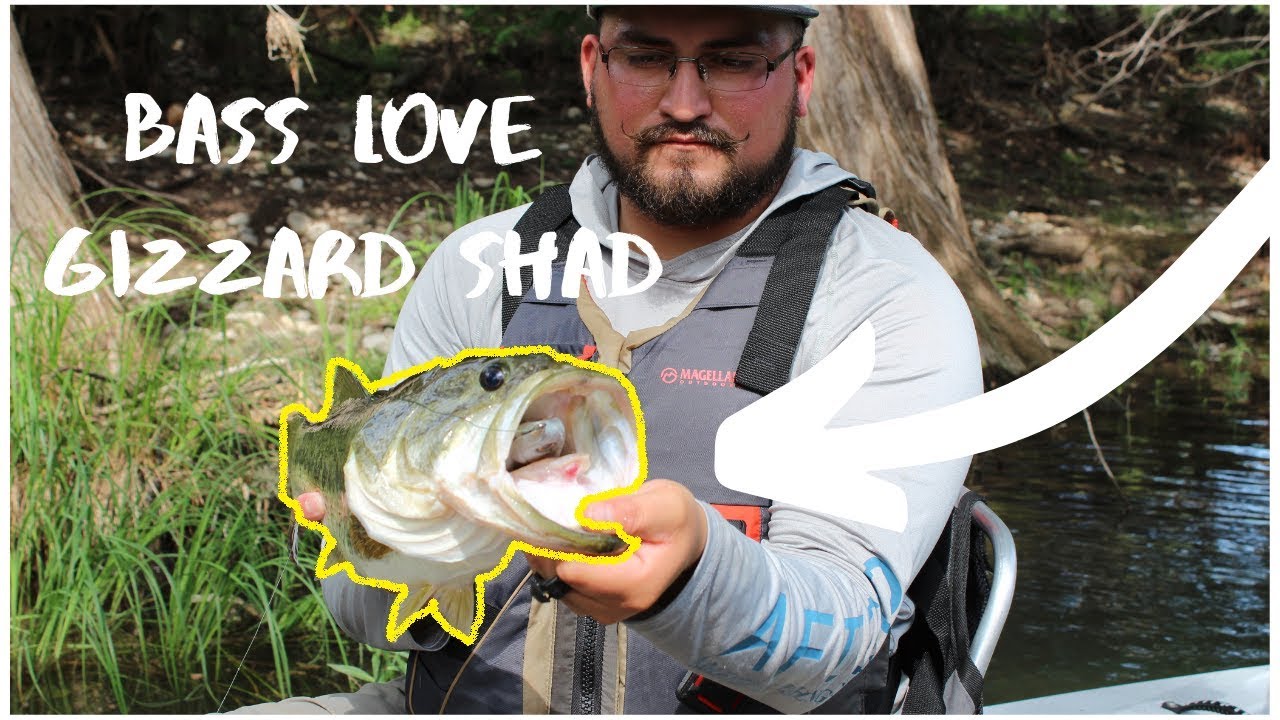 Kayak Bass Fishing – SWIMBAIT KINDA DAY!**9” SWIMMER & 7” WCZ BATTLES SHAD