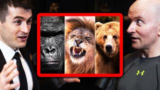 Gorilla vs Lion vs Bear: Who Wins? | John Danaher and Lex Fridman