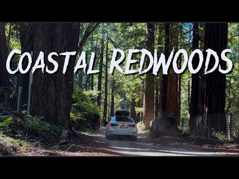 California's Best Hidden National Park + Southernmost Coastal Redwoods