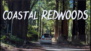 California's Best Hidden National Park + Southernmost Coastal Redwoods