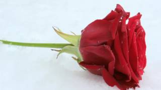 Snow Rose - Eternal Flame (Audiophile Record)