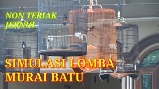 simulasi lomba murai batu non teriak