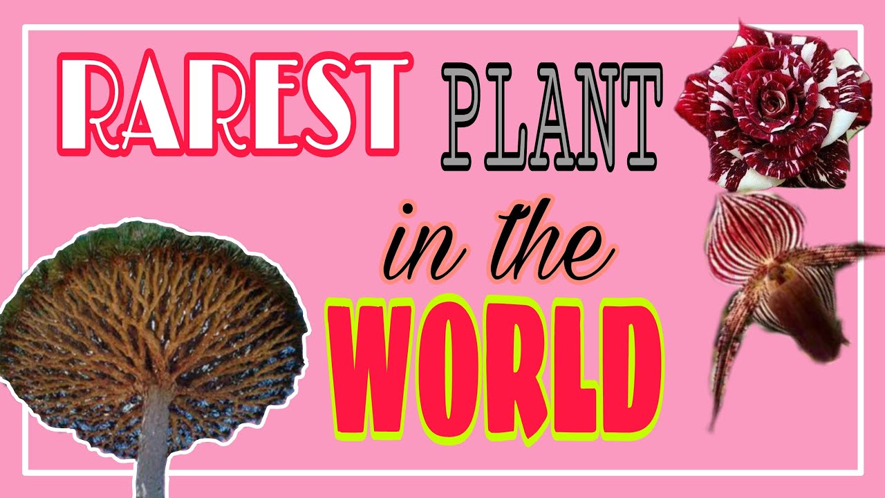 13 RAREST PLANT IN THE WORLD