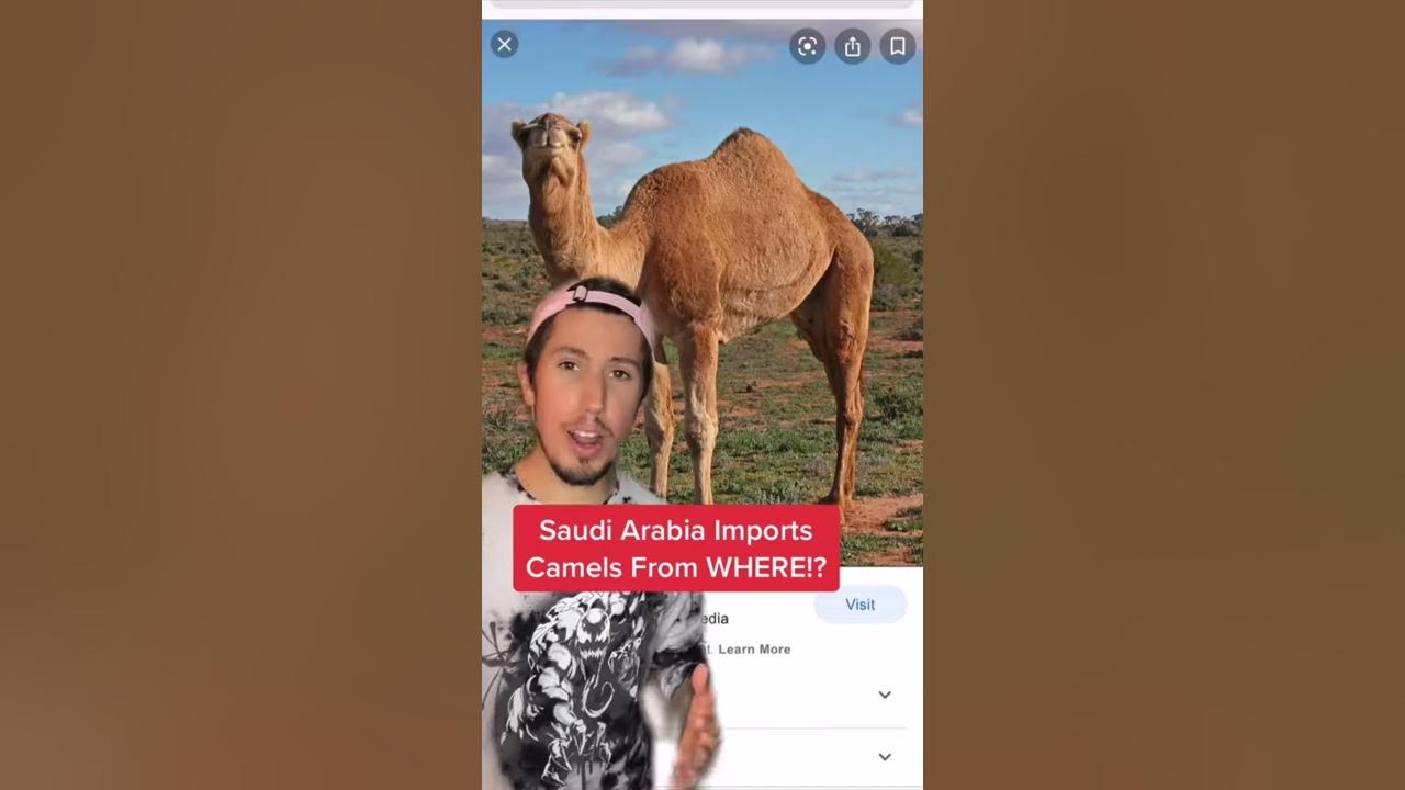 Saudi Arabia Imports Camels From WHERE!? - YouTube