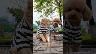 The Female Cop Gets Pranked By The Dog & Cat Criminals