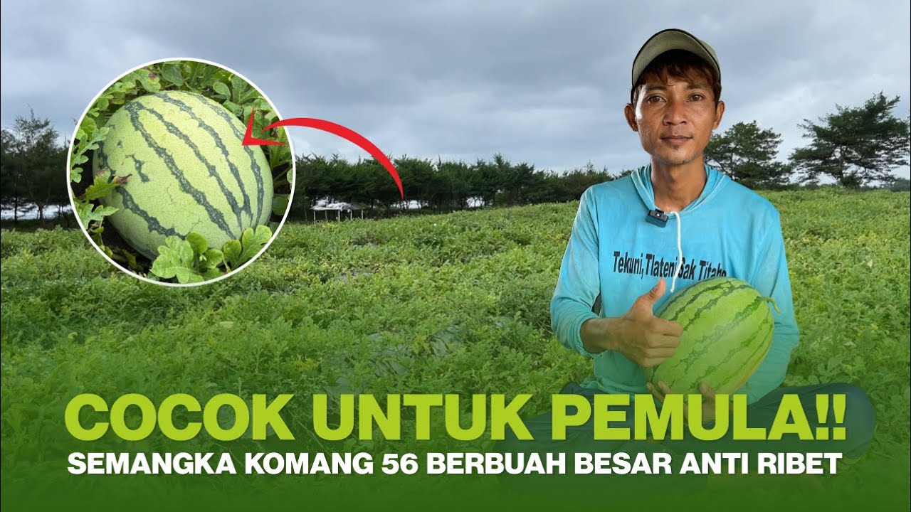 SOLUSI CERDAS UNTUK HASIL PANEN MELIMPAH || SEMANGKA KOMANG 56