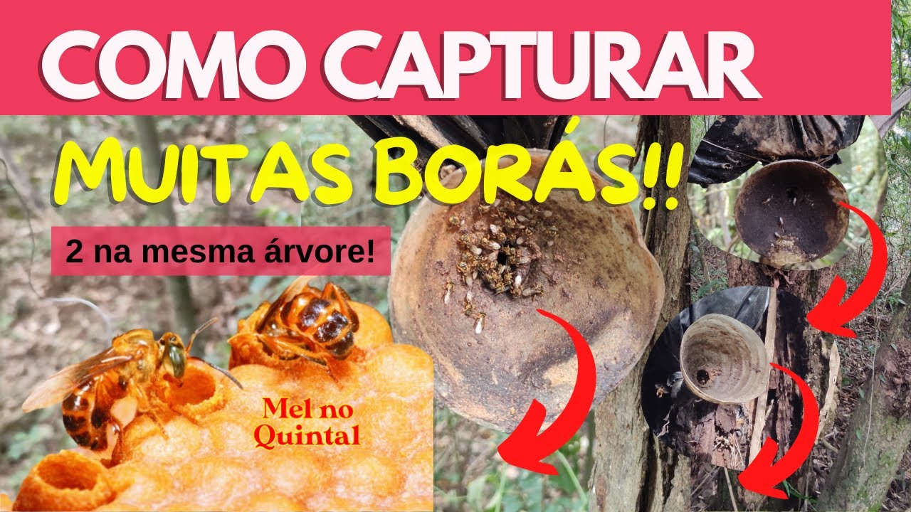 Como capturar MUITAS BORÁS! Aprenda a fazer a Isca Ideal para essa incrível ASF (Tetragona clavipes)