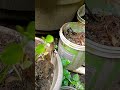 kaminikanchan কাটিং ৰ পৰা পুলি কেনেকৈ কৰিব 🌱🌱🌱