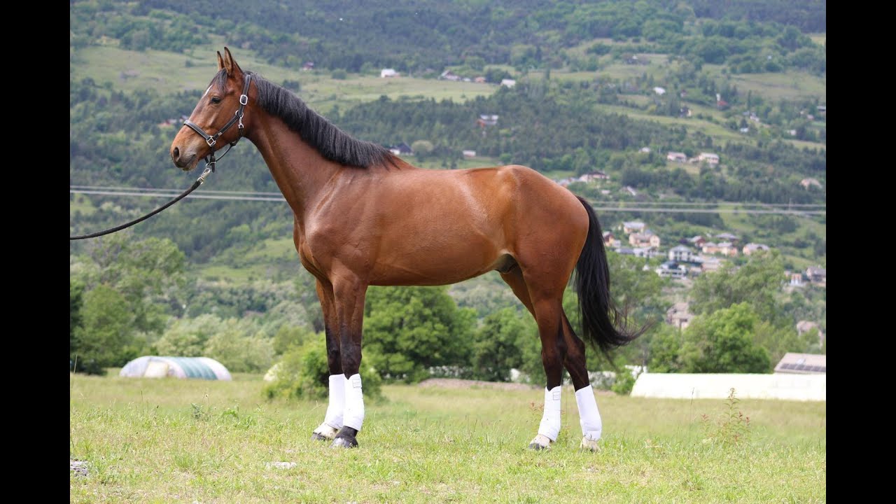 À vendre - Hongre - Selle Français - 6 ans - CSO / Loisir 