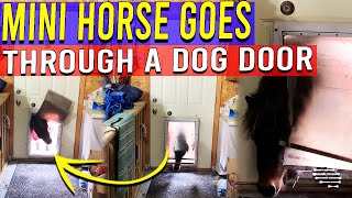 Mini Horse Makes His Way Through a Dog Door While a Saint Bernard Watches