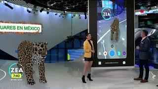 Jaguar, especie en peligro de extinción en México | Noticias con Francisco Zea Jaguar, especie en peligro de extinción en México | Noticias con Francisco Zea