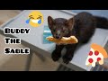 Pet sable Buddy and pizza