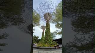 SUPERTREE  AT GARDENS BY THE BAY